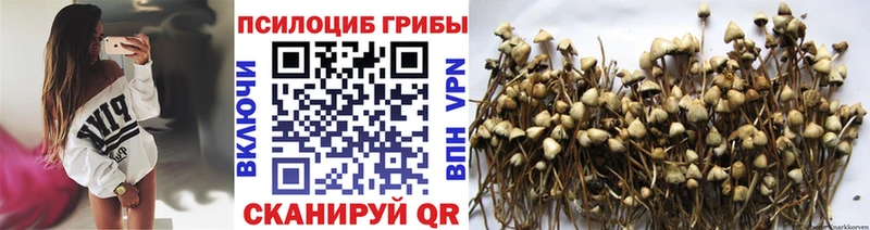 Псилоцибиновые грибы Psilocybe купить закладку Электрогорск
